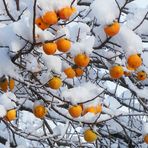 Kakibaum im Schnee