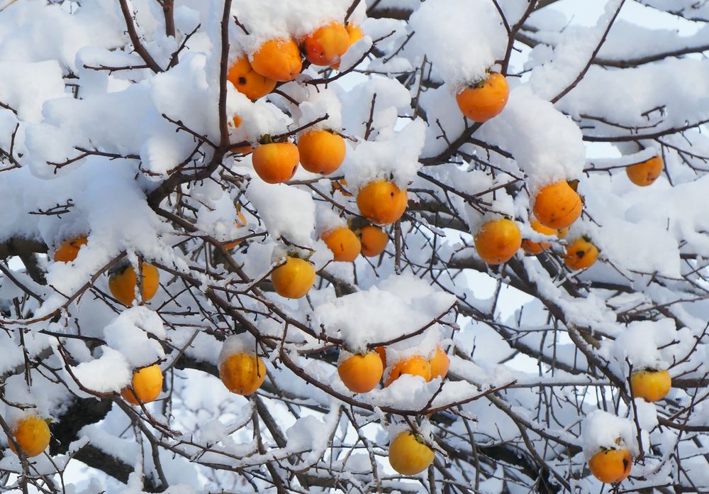Kakibaum im Schnee