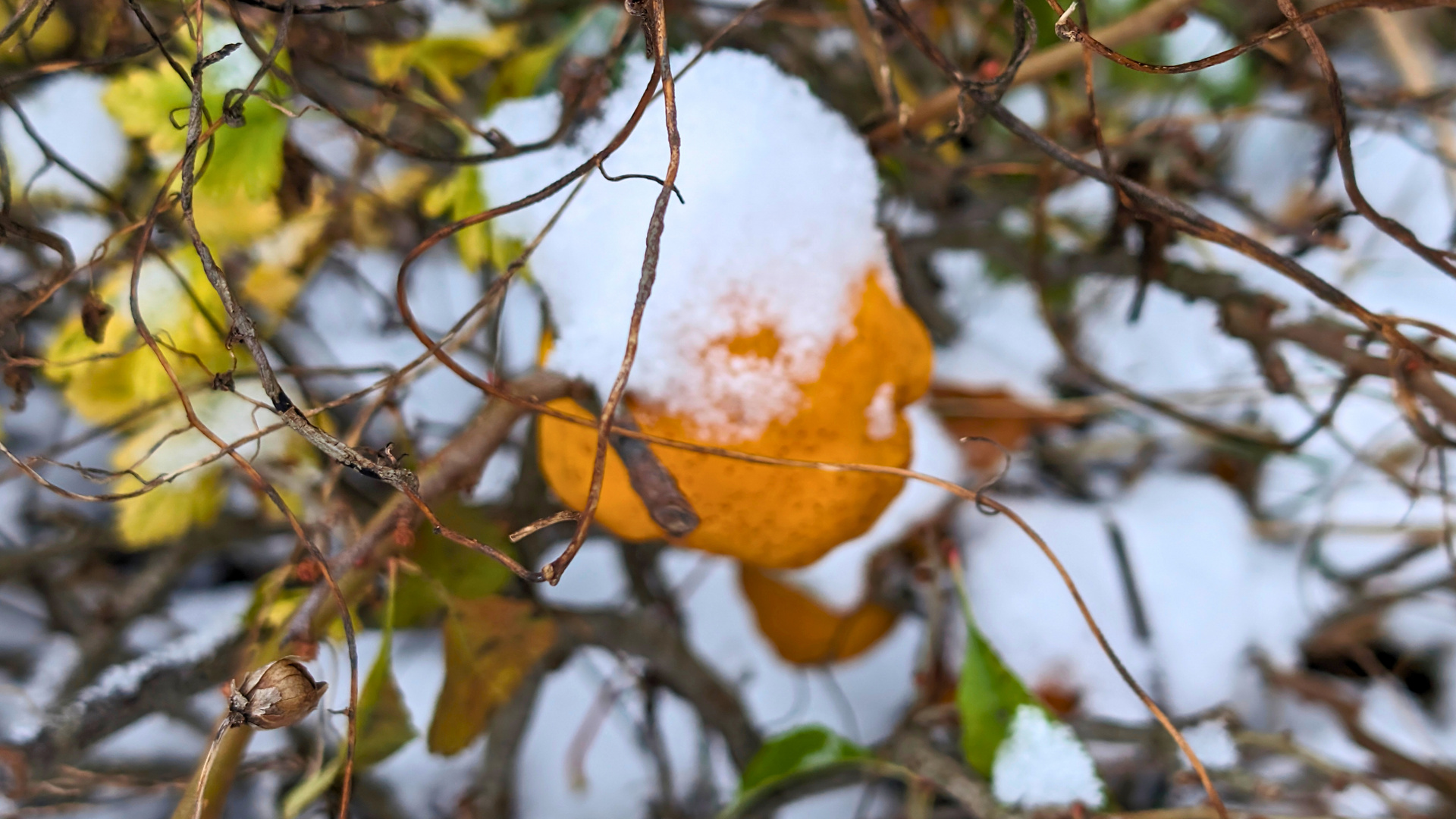 Kakifrucht mit Schneehaube