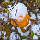 Kakifrucht mit Schneehaube