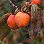 Kakifrüchte am Baum