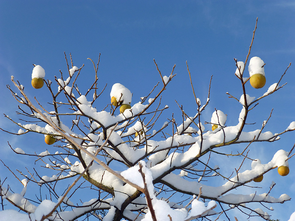 Kakipflaume im Schnee