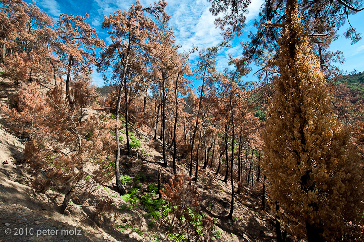 Kakoperato, the trace of the fire (2) / Samos, Greece, 2010