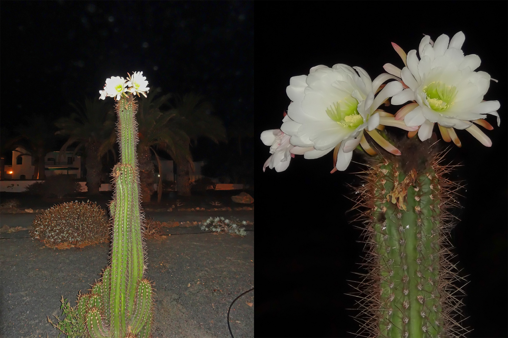 Kaktee bei Nacht (Lanzarote)