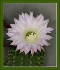 Kaktee (Echinopsis)