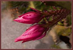 Kaktee   Epiphyllum,Knospen