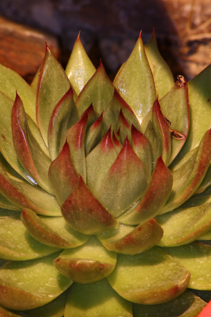 Kaktee im Botanischen Garten