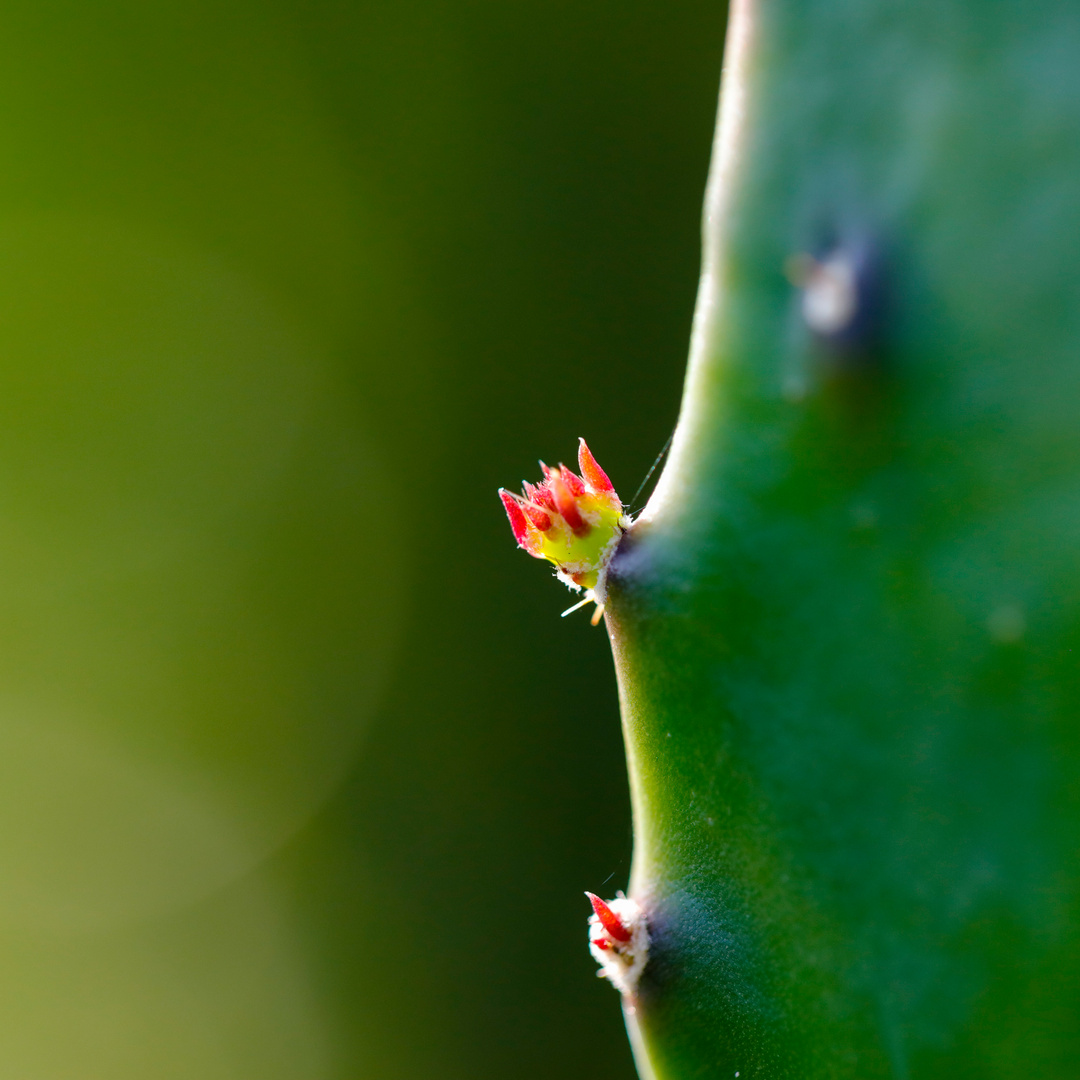 Kaktee im Garten