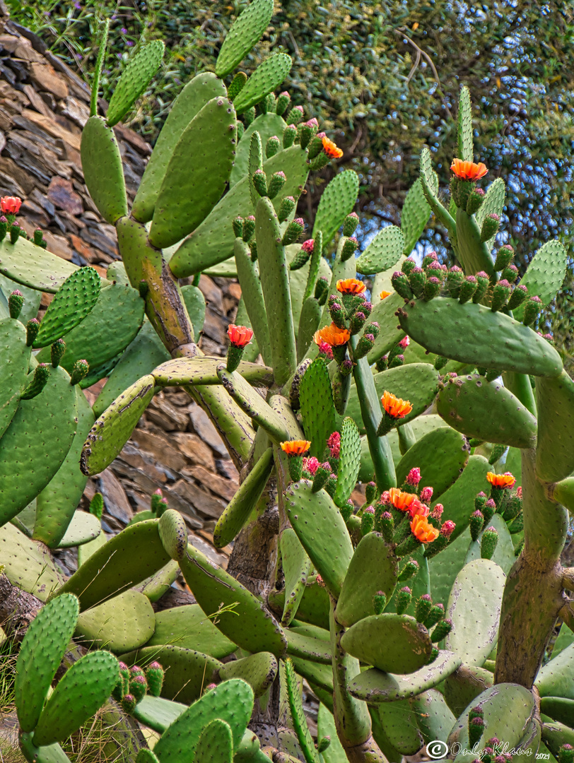 Kaktee mit Blüten