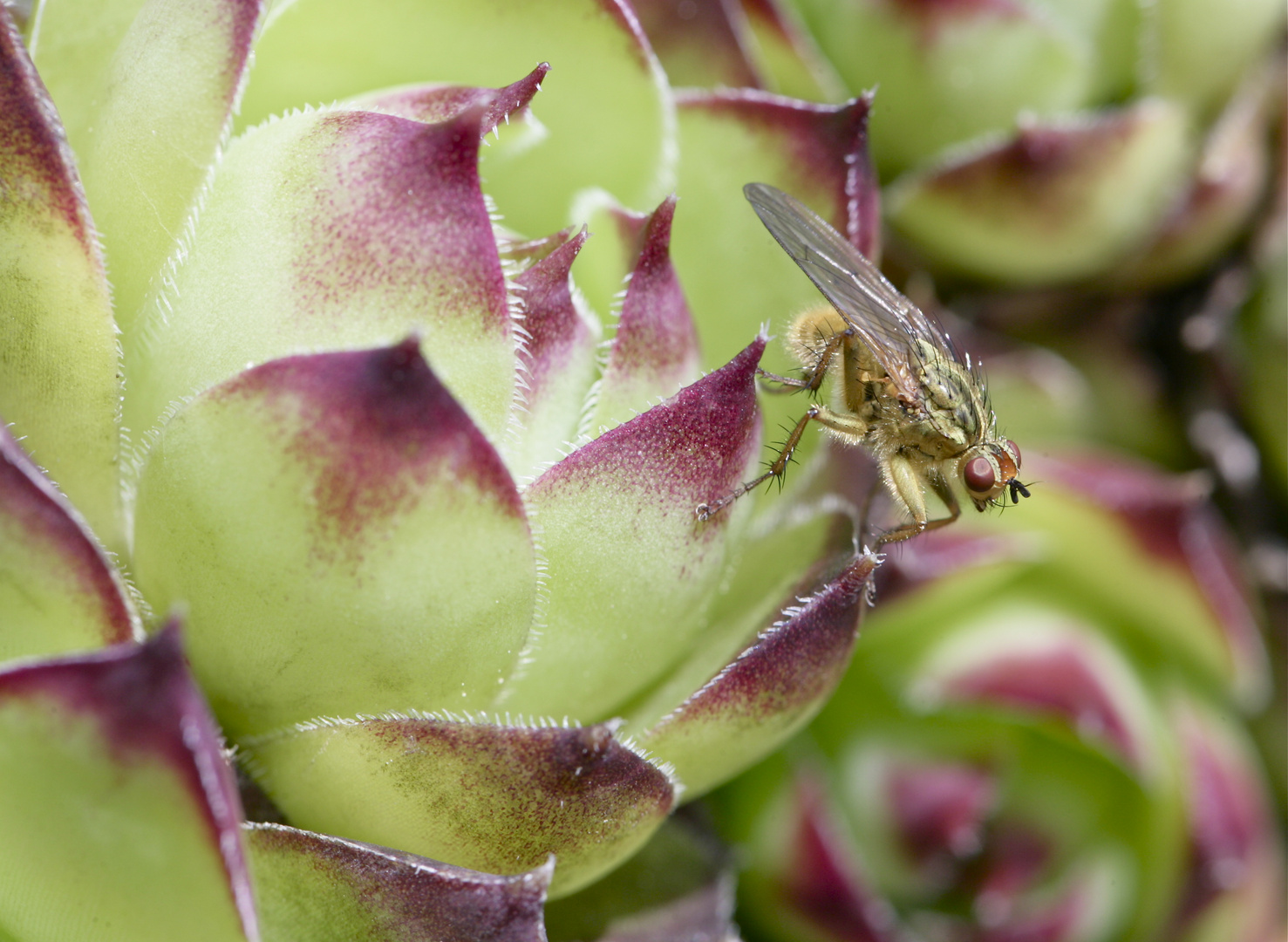 Kaktee mit Fliege