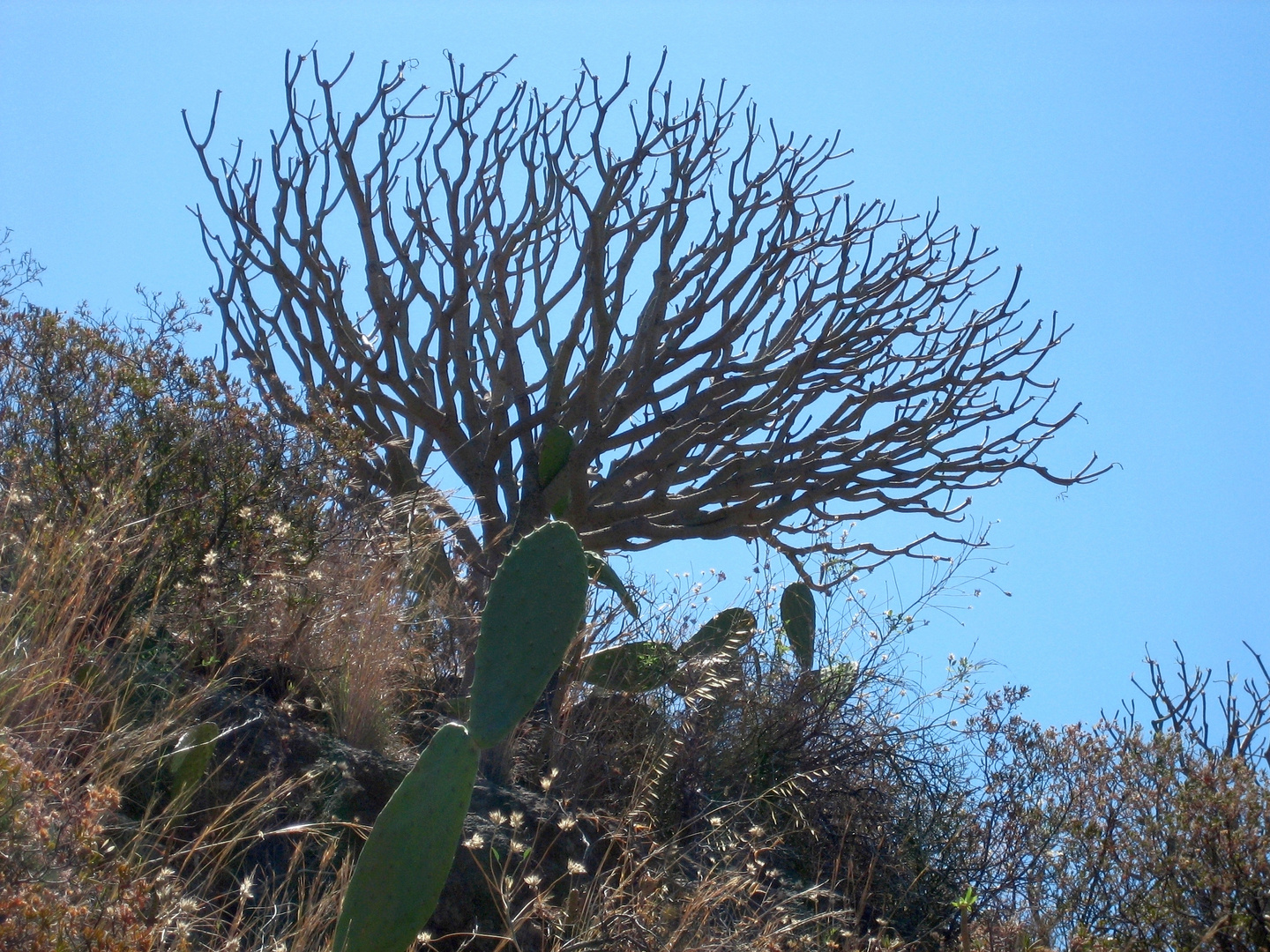 Kaktee & Sukkulente auf Gomera