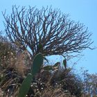 Kaktee & Sukkulente auf Gomera