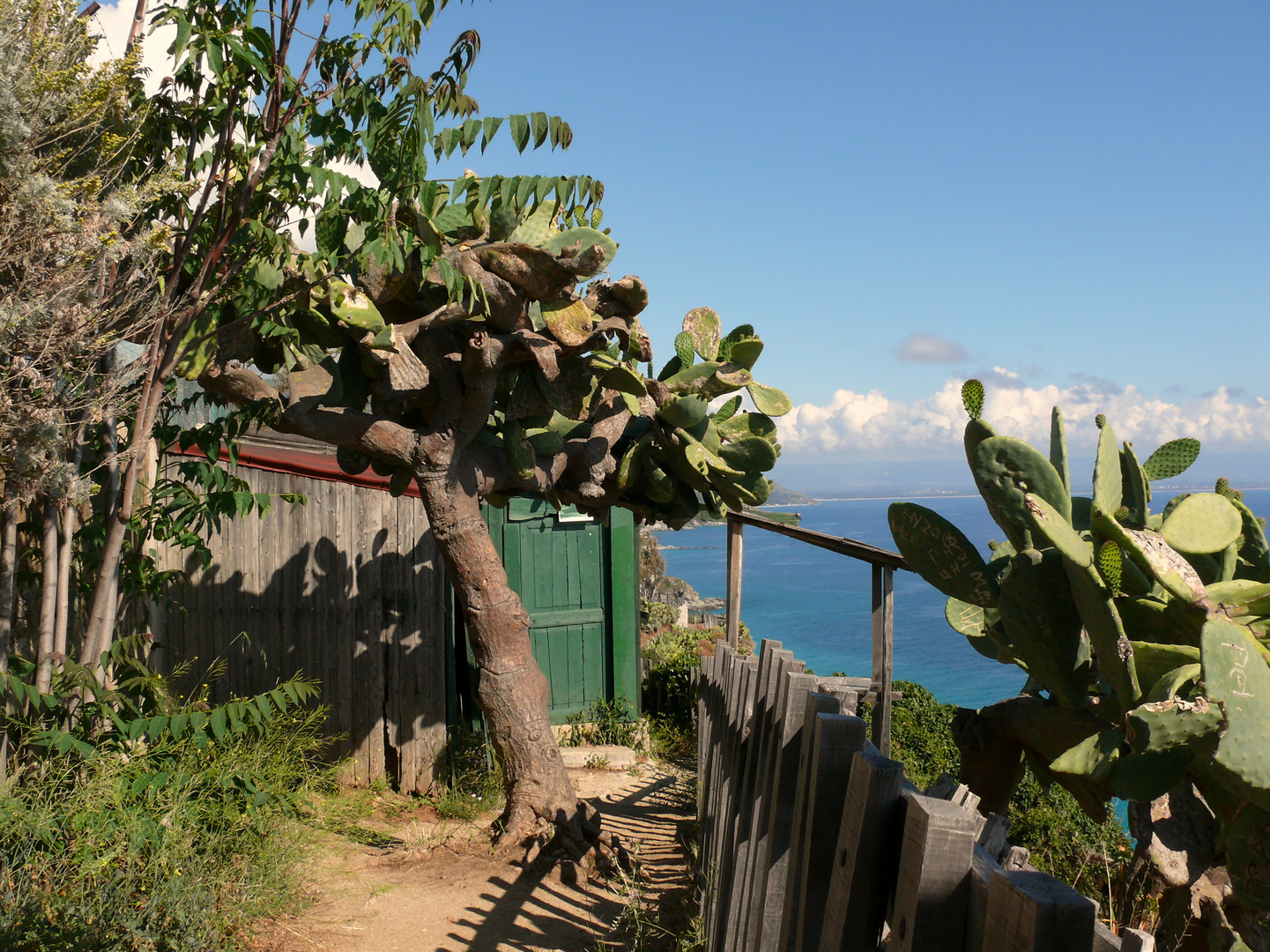 Kakteen am Capo Vaticano - Kalabrien