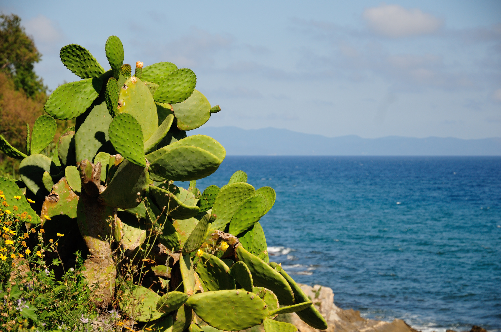 Kakteen am Meer