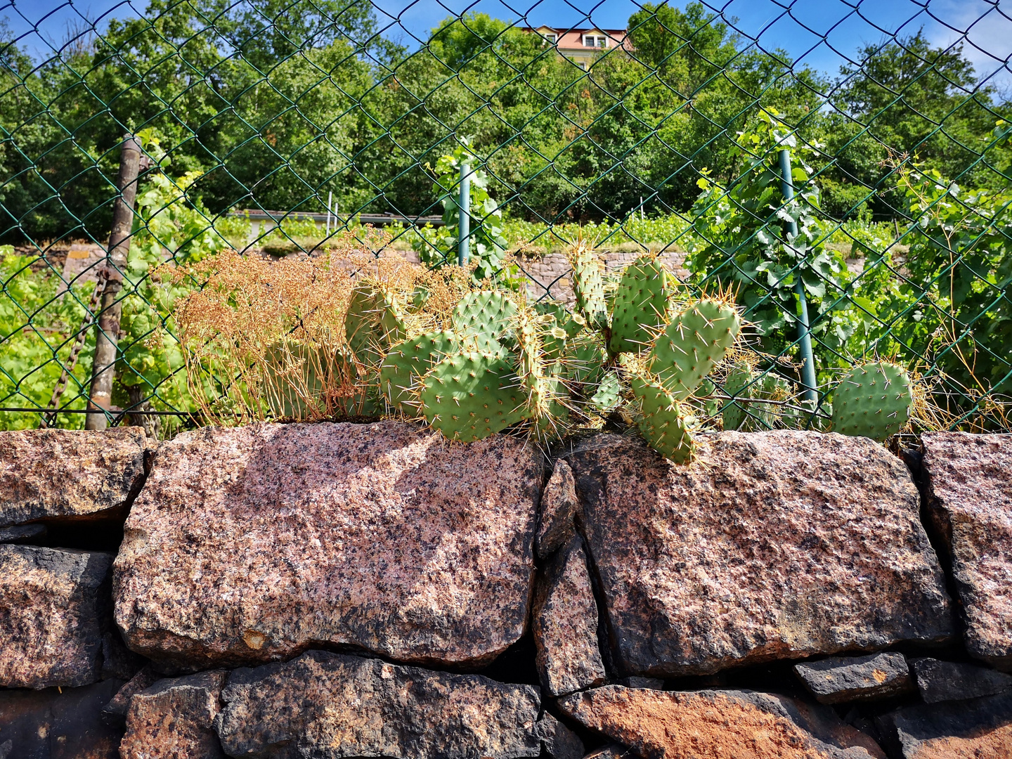 Kakteen am Meißener Weinberg