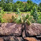 Kakteen am Meißener Weinberg