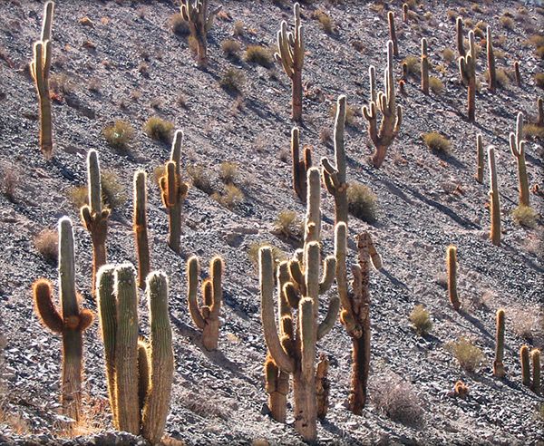 Kakteen an der Trasse des Tren a las Nubes (Provinz Jujuy)