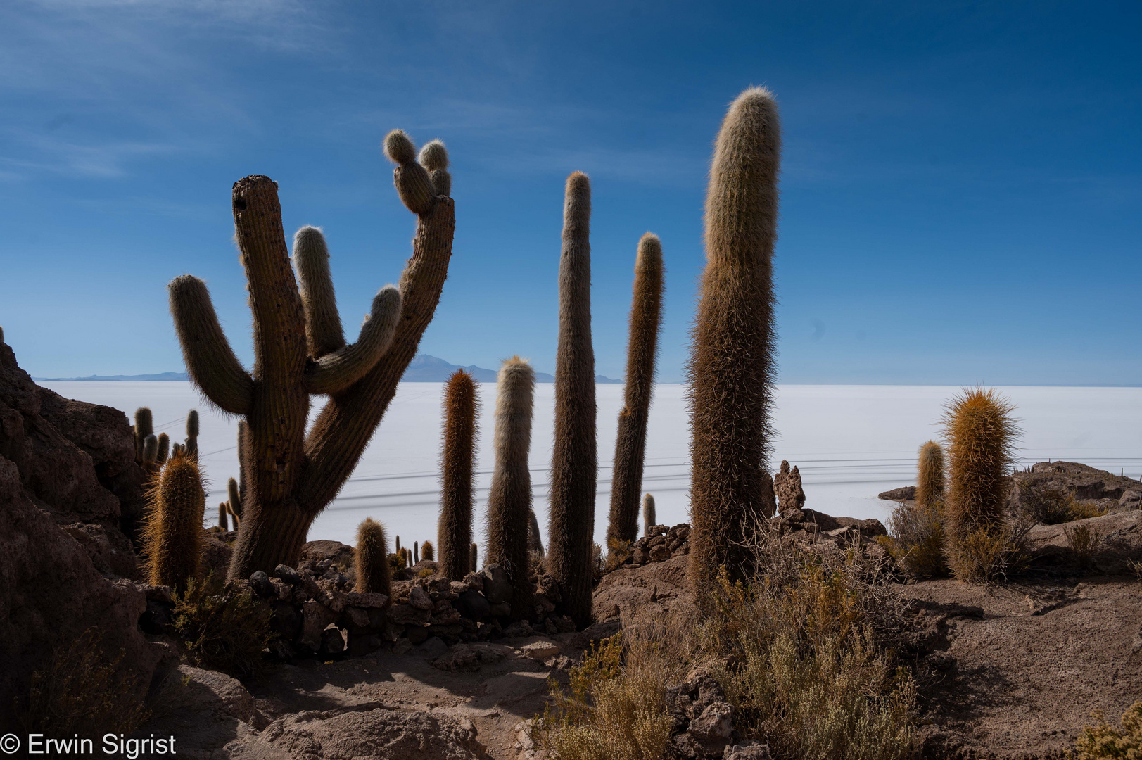 Kakteen auf der Insel Incahuasi (Salar de Uyuni - Bolivien)