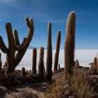 Kakteen auf der Insel Incahuasi (Salar de Uyuni - Bolivien)