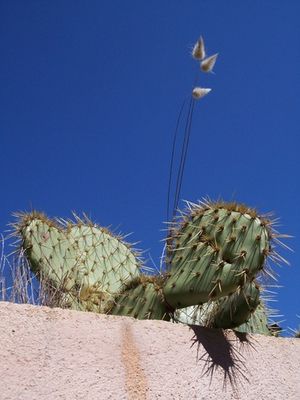 kakteen auf der mauer