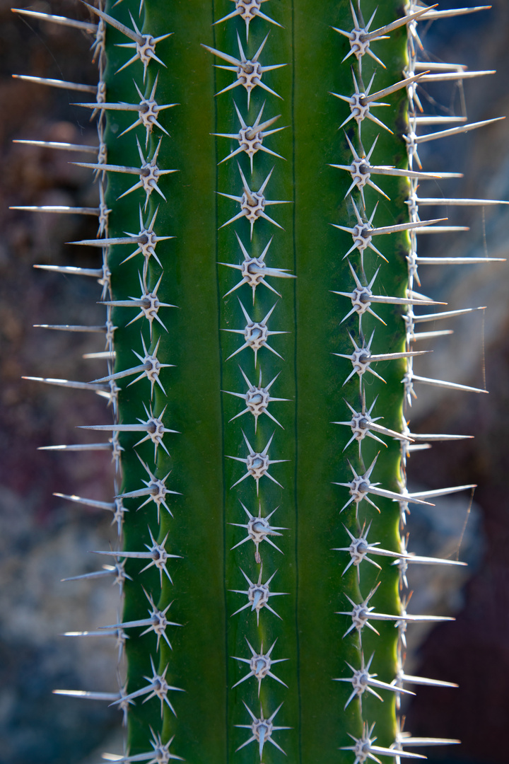 Kakteen auf Lanzarote 12 