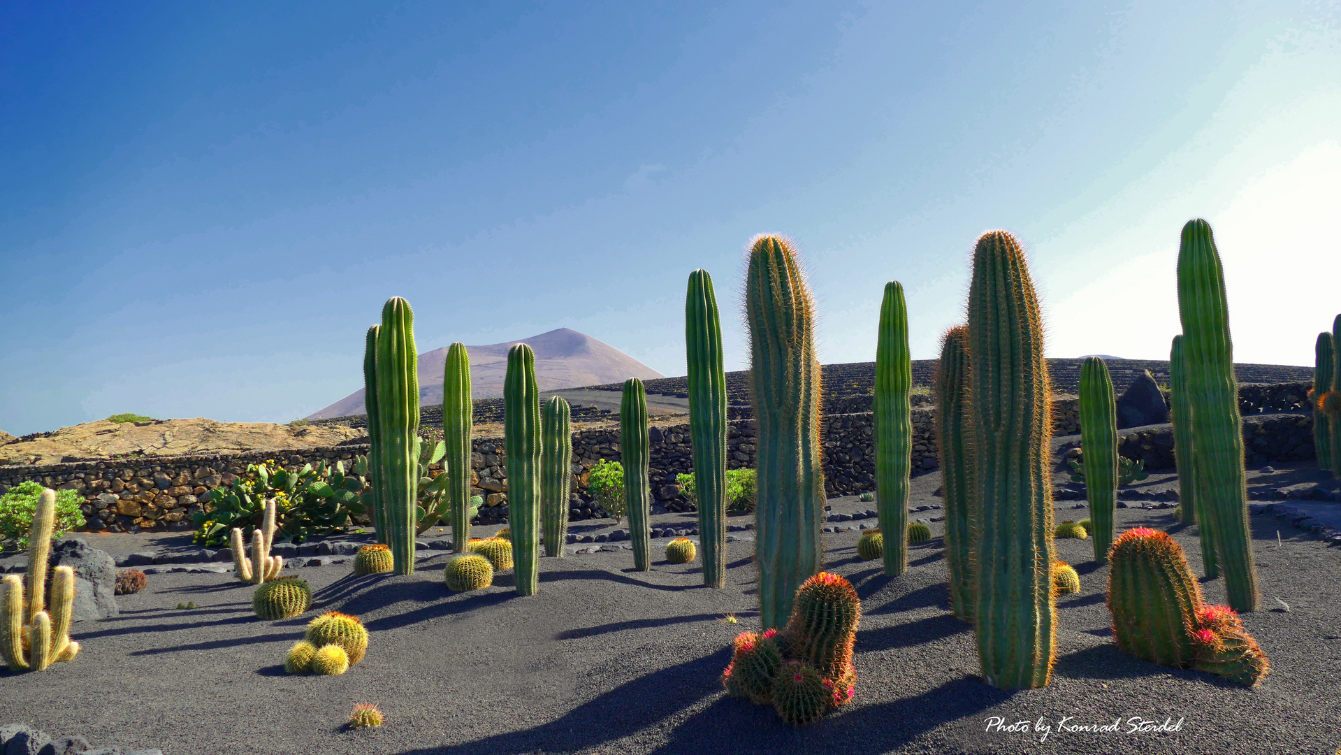 Kakteen auf Lanzarote 