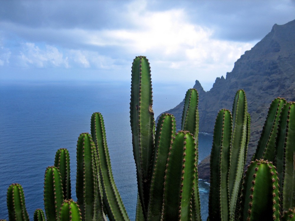 Kakteen auf Teneriffa