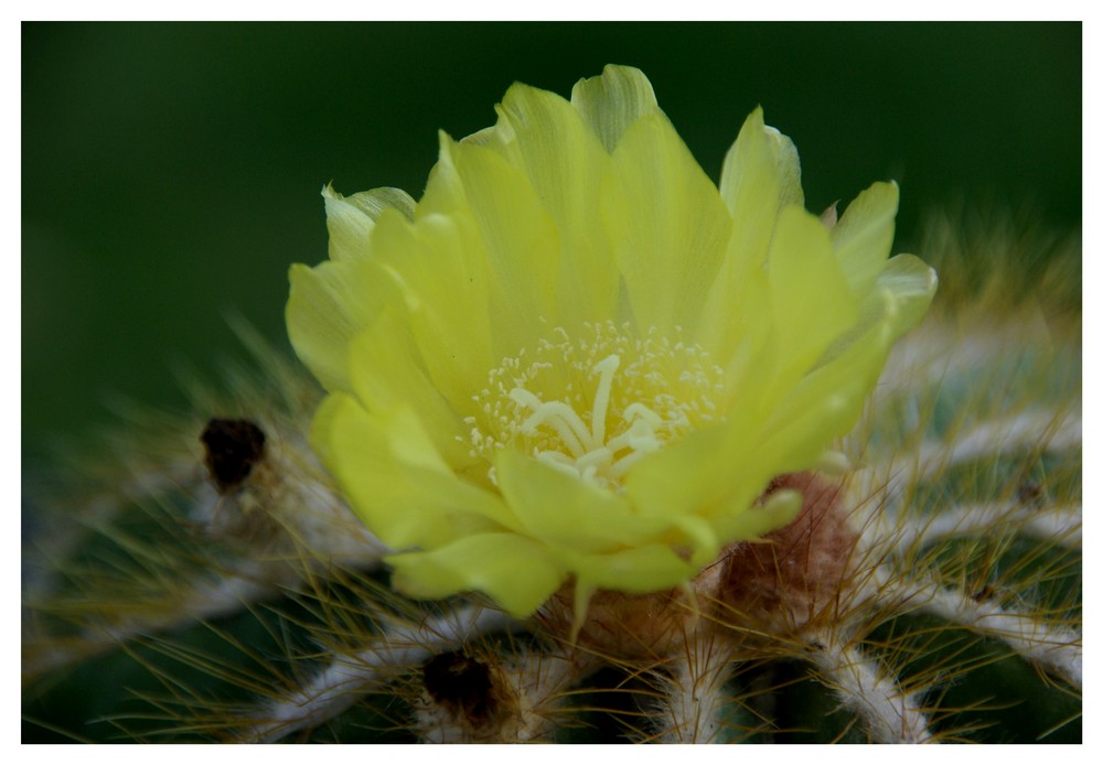 ***Kakteen - Blüte***