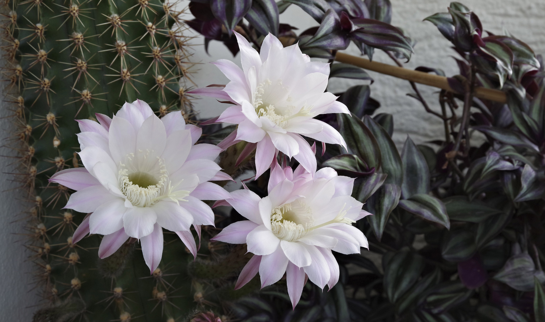 ..Kakteen - Echinopsis