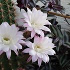 ..Kakteen - Echinopsis