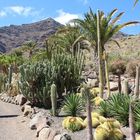 Kakteen Garten auf Gran Canaria