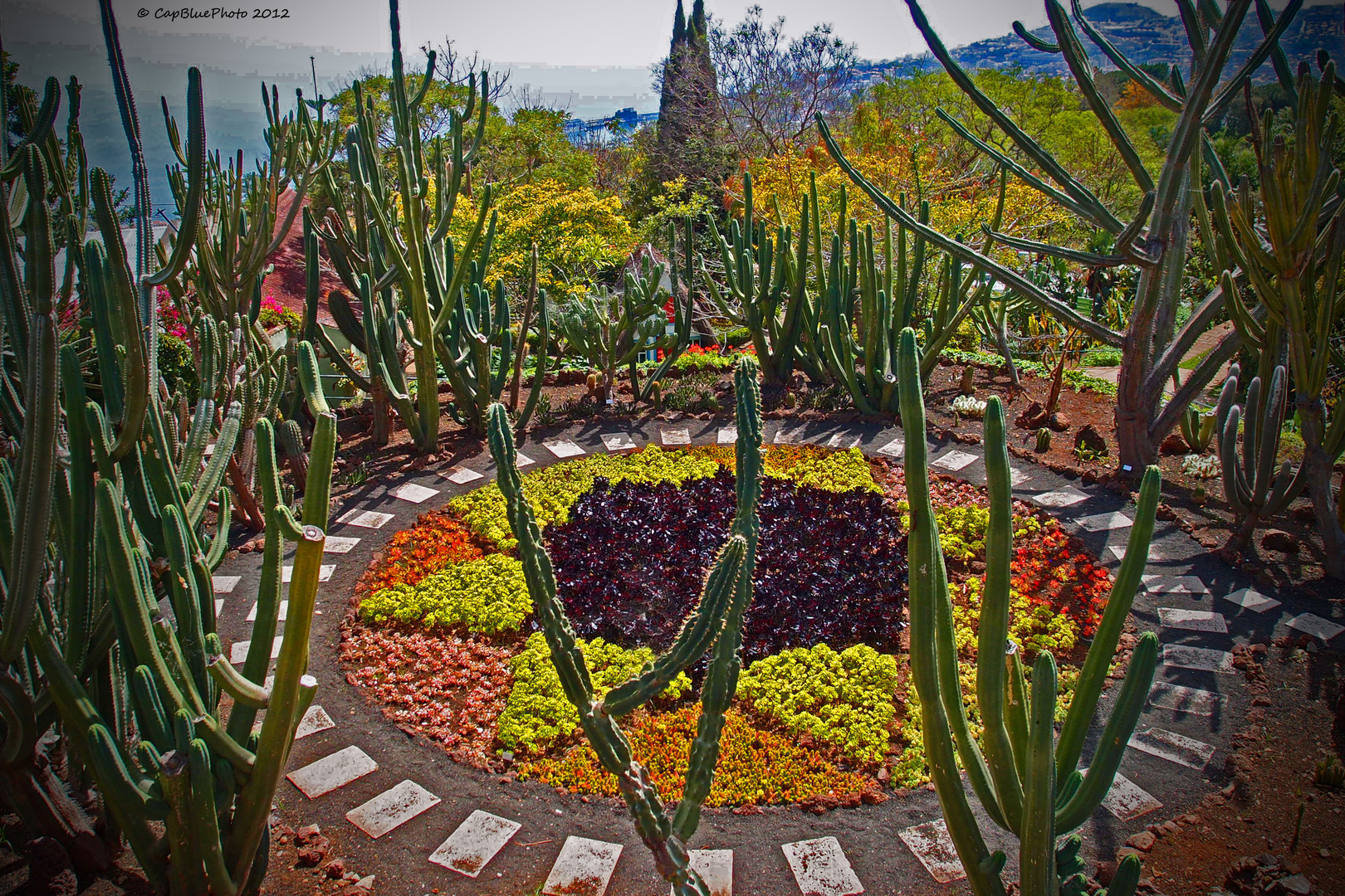 Kakteen im Botanischen Garten in Funchal Madeira Foto