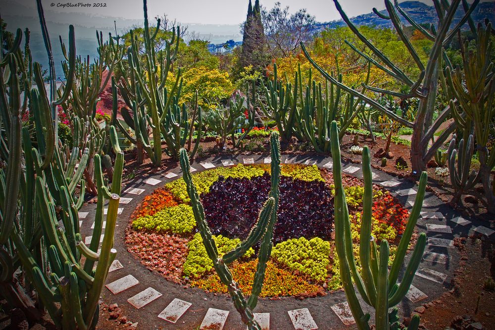 Kakteen im Botanischen Garten in Funchal Madeira