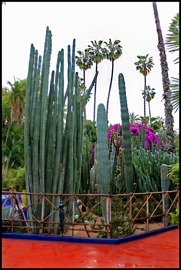 Kakteen im Majorelle Garten