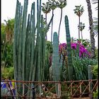 Kakteen im Majorelle Garten