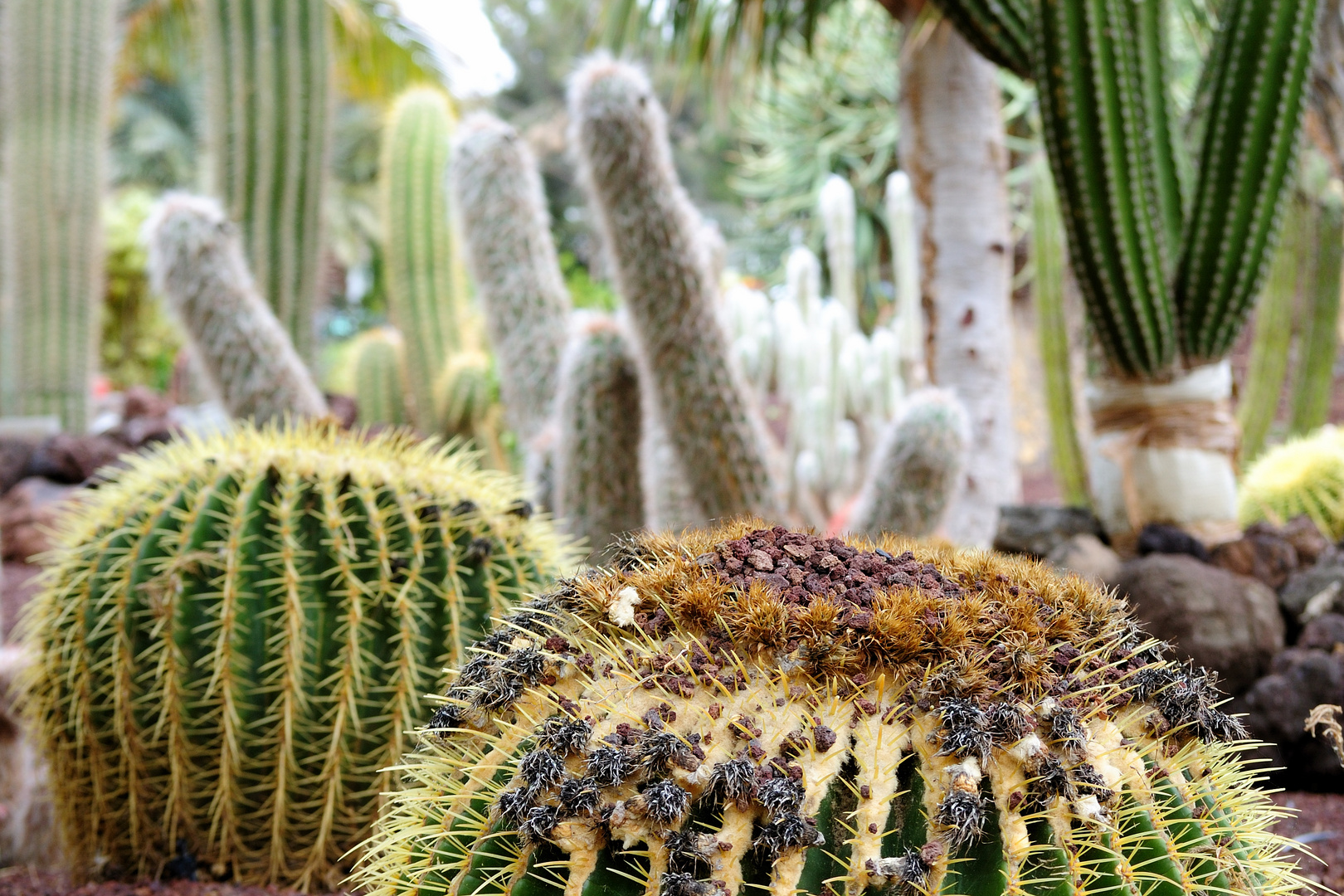 Kakteen im Oasis-Park (Fuerteventura)