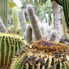 Kakteen im Oasis-Park (Fuerteventura)