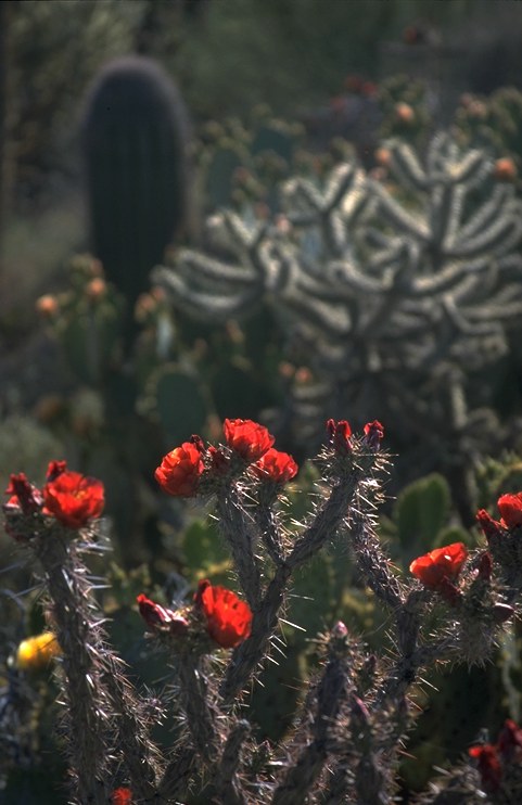 Kakteen im Saguaro Nationalpark, Arizona, im Nachmittags(gegen-)licht