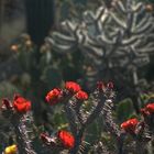 Kakteen im Saguaro Nationalpark, Arizona, im Nachmittags(gegen-)licht