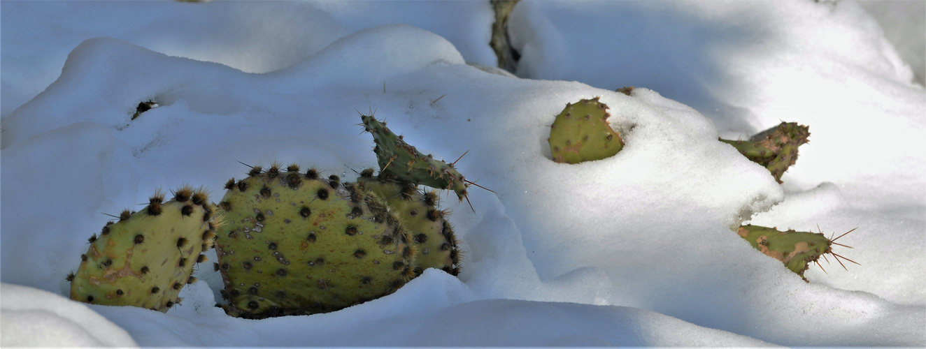 Kakteen im Schnee