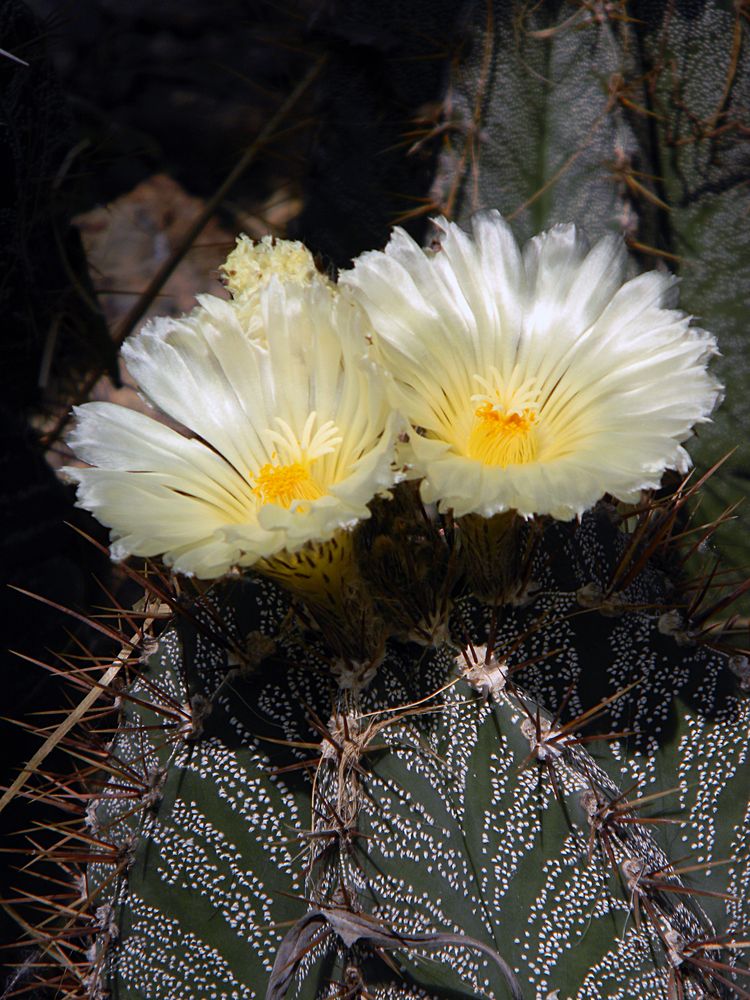 Kakteen im Wüstenhaus Schönbrunn Foto & Bild | pflanzen, pilze