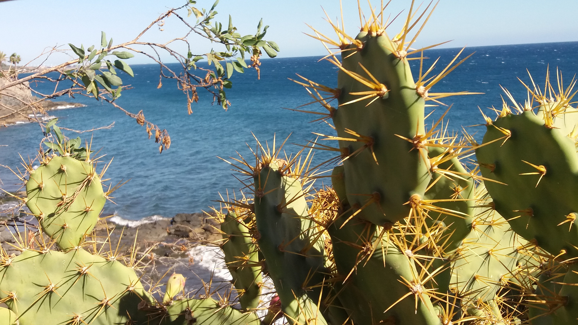 Kakteen in Bahia Feliz