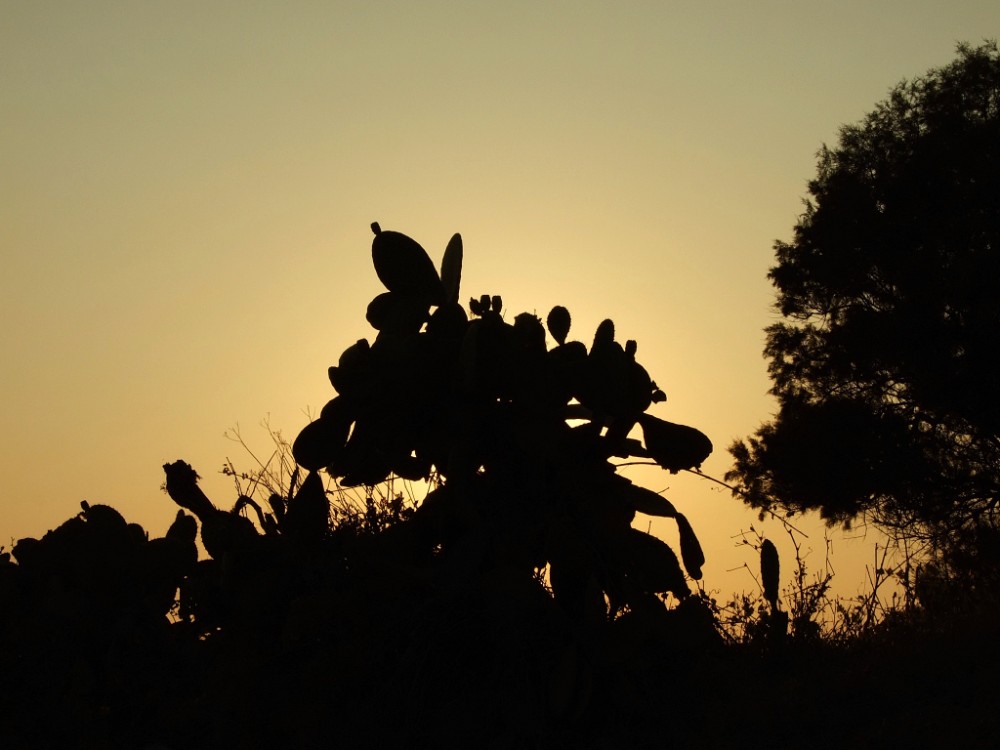 Kakteen in der Abendsonne