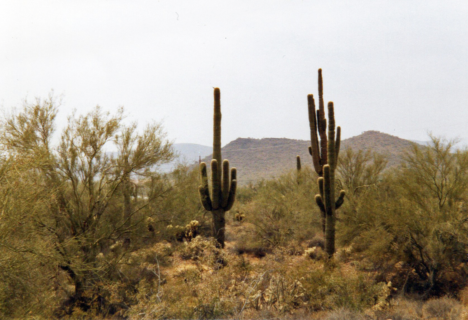 Kakteen in der Wüste von Arizona