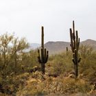 Kakteen in der Wüste von Arizona