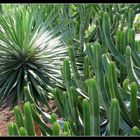 Kakteen in einem exotischen Garten auf Teneriffa