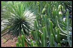 Kakteen in einem exotischen Garten auf Teneriffa