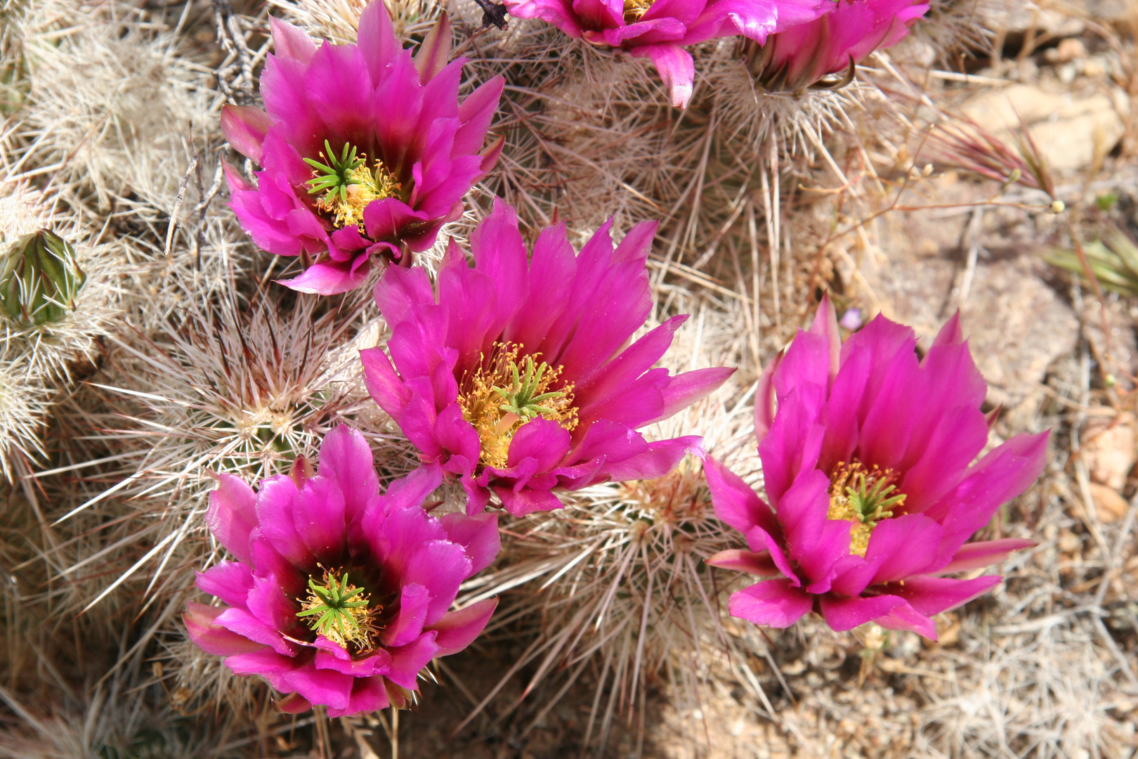 Kakteen in Grand Canyon