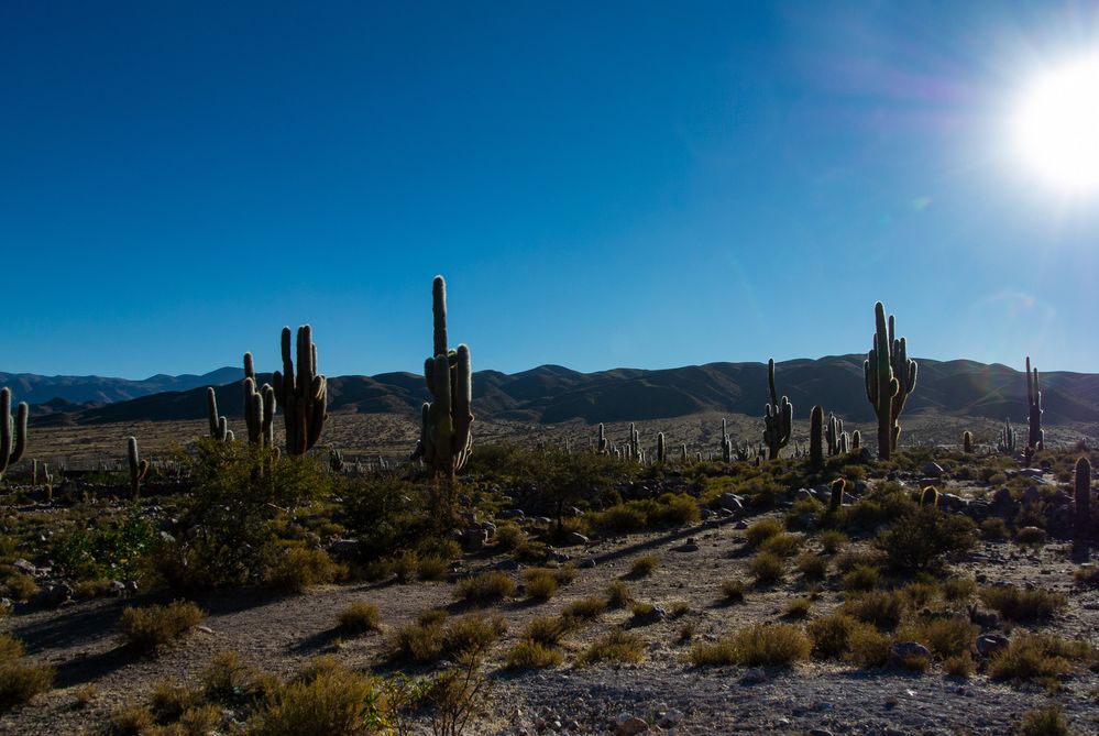 Kakteen in Jujuy