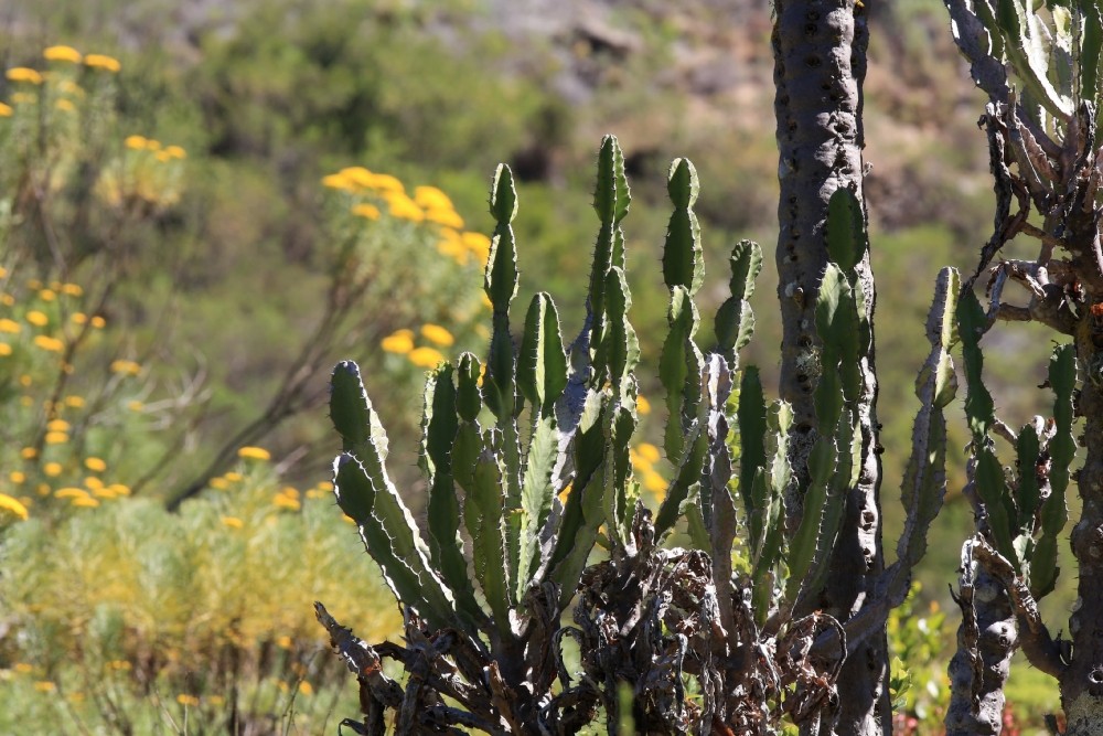 Kakteen in Paarl Südafrika